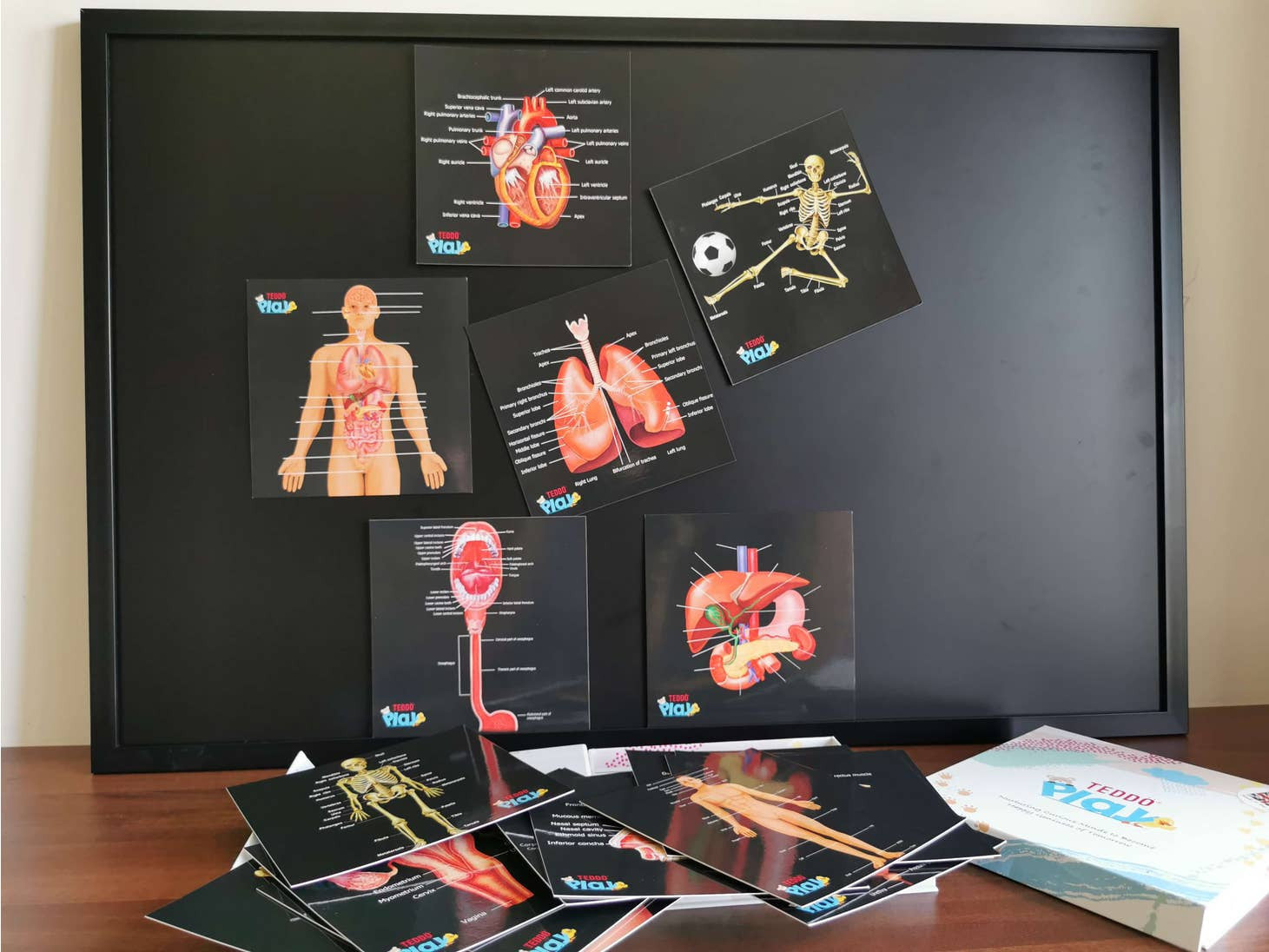Our Bodies - Inside & Outside Educational Gift Set12
