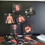 Our Bodies - Inside & Outside Educational Gift Set12