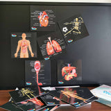 Our Bodies - Inside & Outside Educational Gift Set12