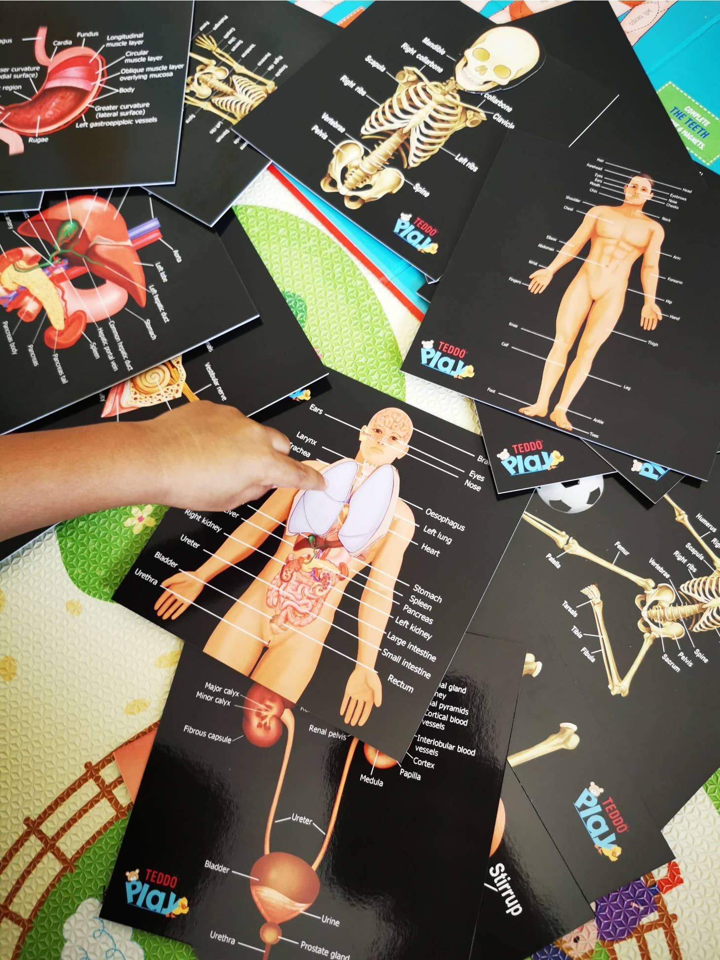Our Bodies - Inside & Outside Educational Gift Set3
