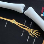 Our Bodies - Inside & Outside Educational Gift Set4