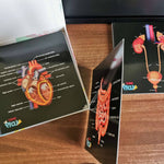 Our Bodies - Inside & Outside Educational Gift Set5