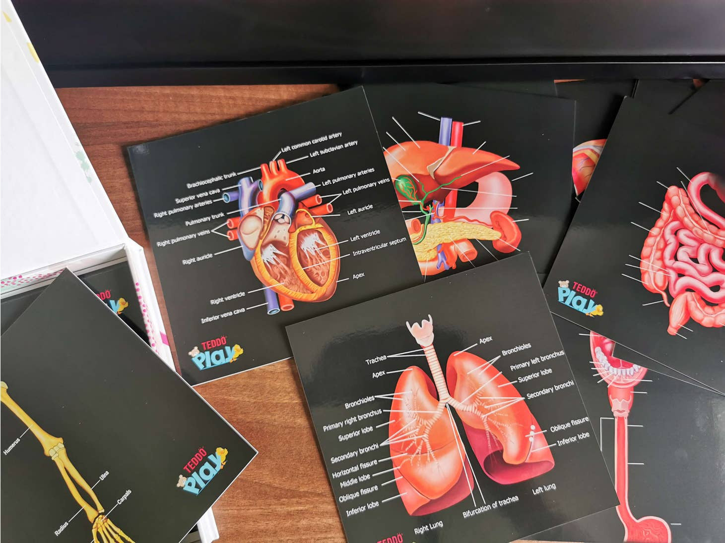 Our Bodies - Inside & Outside Educational Gift Set6