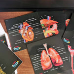 Our Bodies - Inside & Outside Educational Gift Set6