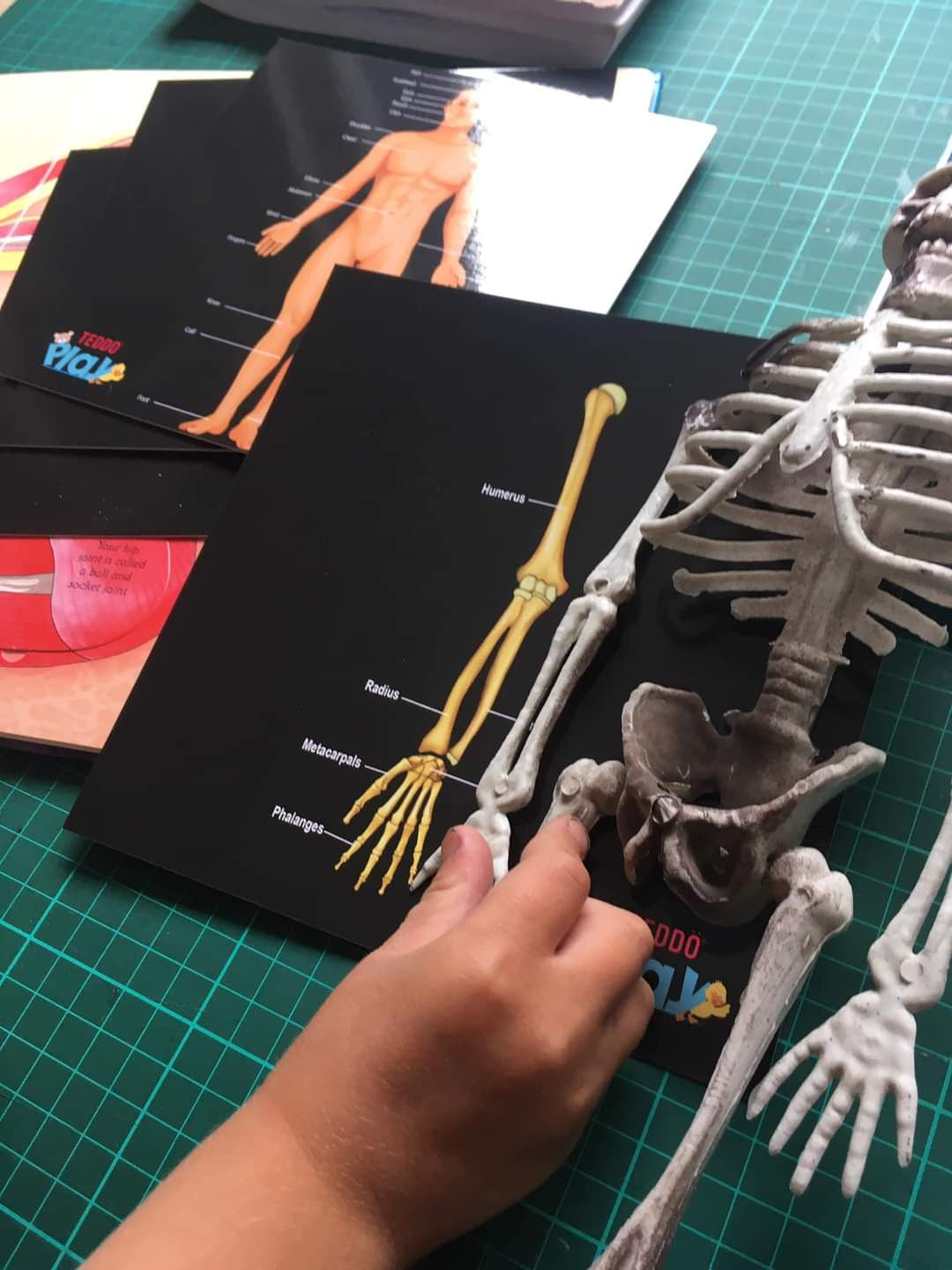 Our Bodies - Inside & Outside Educational Gift Set9