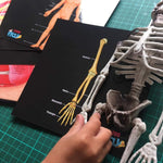 Our Bodies - Inside & Outside Educational Gift Set9