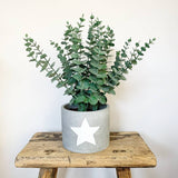 White Star Cement Planter - Medium